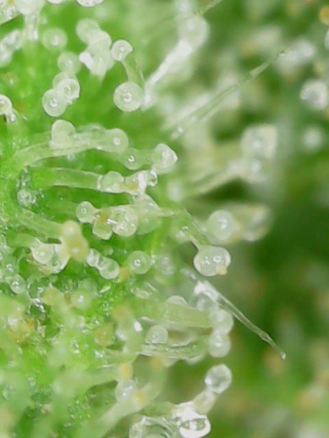 Durban Poison CO grow 2026. Week 28