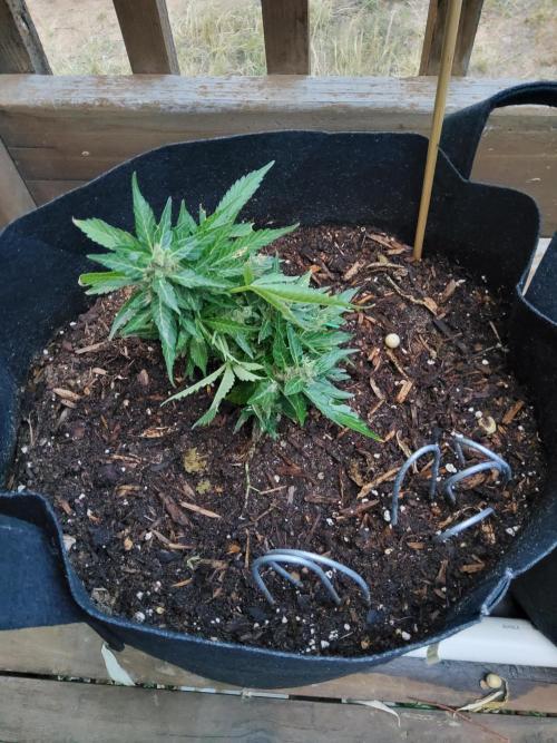 Northern Lights Auto. Week 13