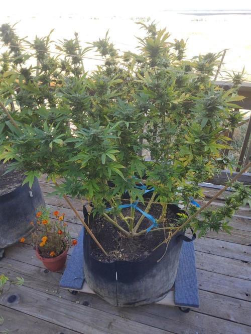 Durban Poison CO grow 2026. Week 29 - DP6
