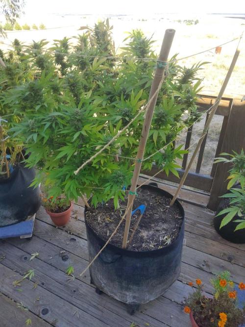 Durban Poison CO grow 2026. Week 29 - DP1