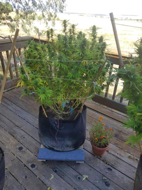 Durban Poison CO grow 2026. Week 29 - DP5