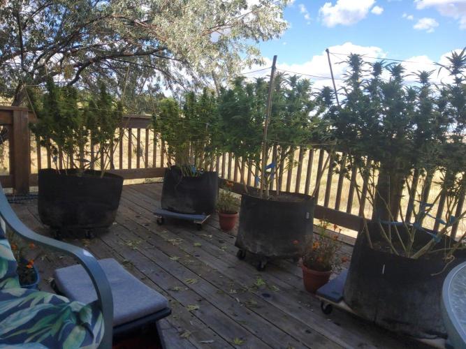 Durban Poison CO grow 2026. Week 29 - The Oasis Project