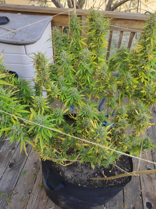 Durban Poison CO grow 2026. Week 29 - DP4