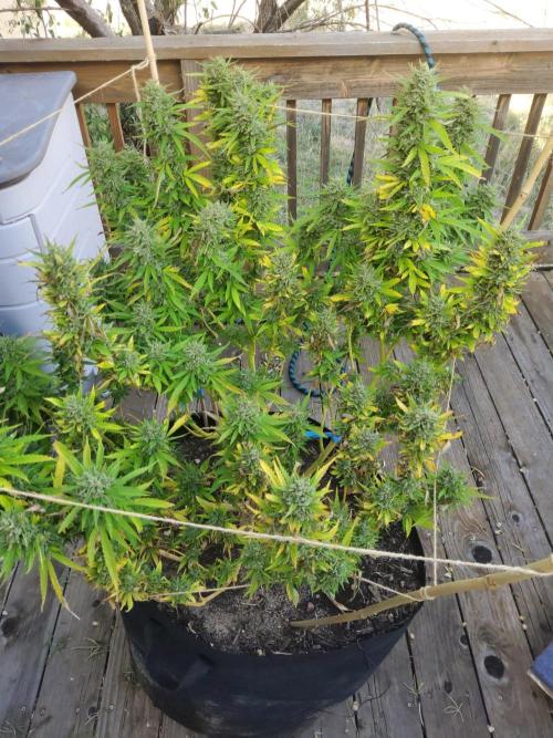 Durban Poison CO grow 2026. Week 29 - DP4, ready for the chop!