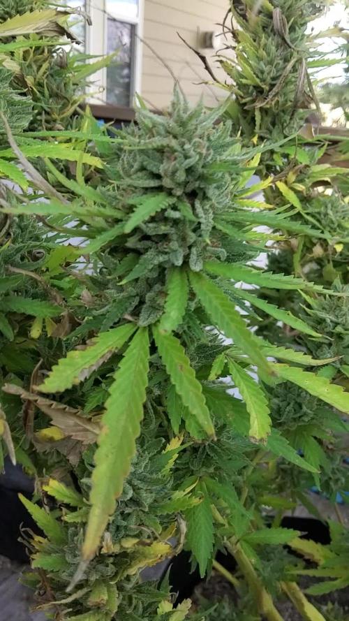 Durban Poison CO grow 2026