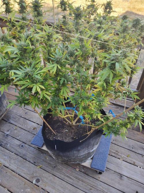 Durban Poison CO grow 2026. Week 30