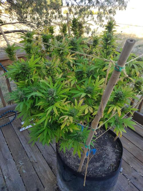 Durban Poison CO grow 2026. Week 30