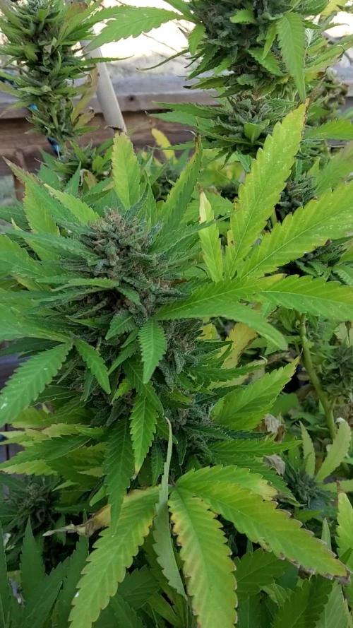 Durban Poison CO grow 2026