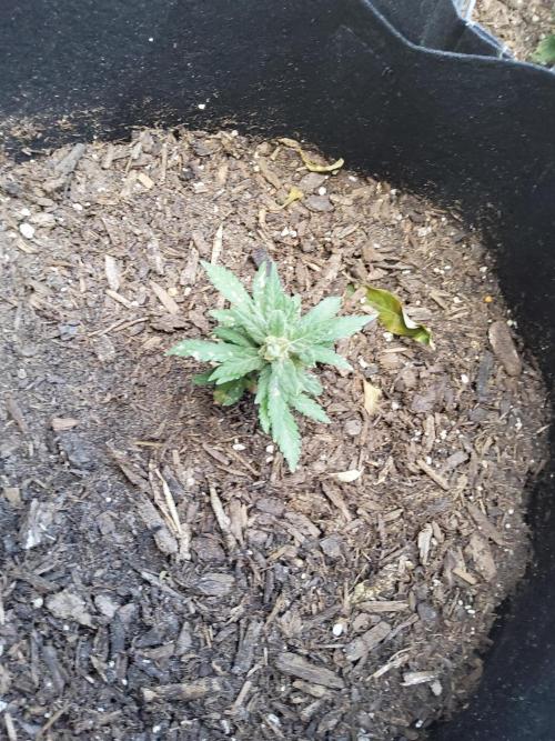 Northern Lights Auto. Week 14
