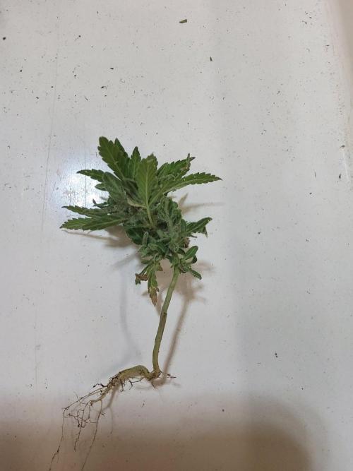 Northern Lights Autoflower. Week 15