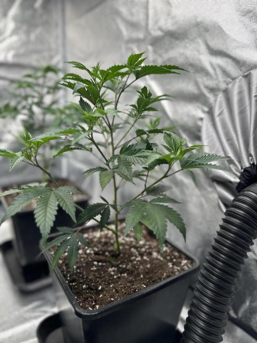Critical Impact. Week 4