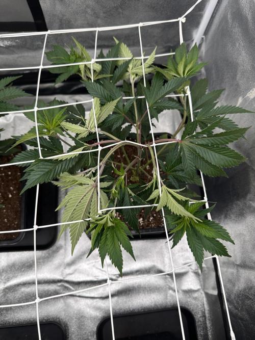 Critical Impact. Week 4