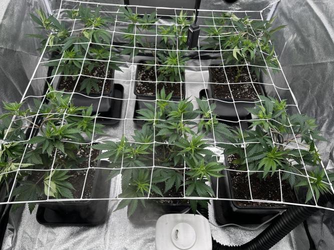 Critical Impact. Week 4