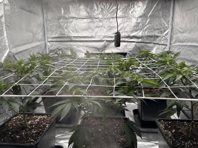 Critical Impact. Week 5