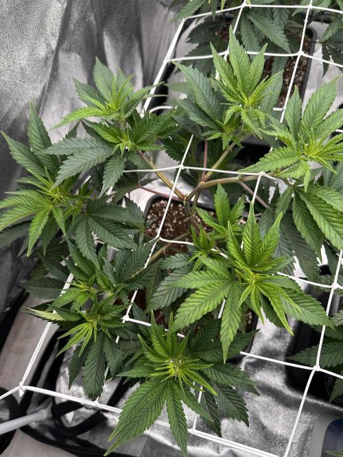 Critical Impact. Week 5