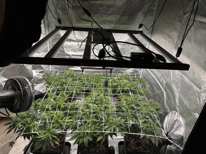 Critical Impact. Week 6