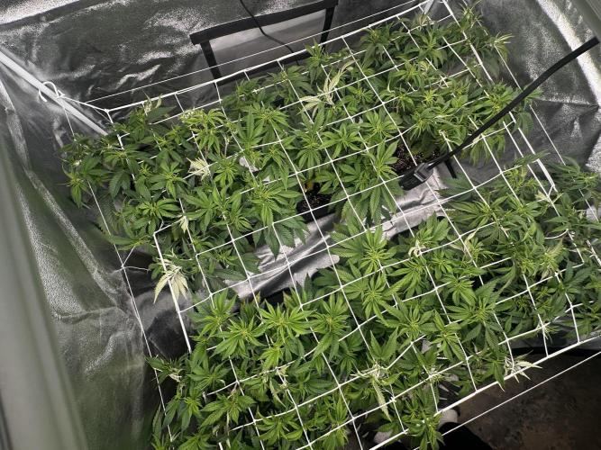 Critical Impact. Week 6