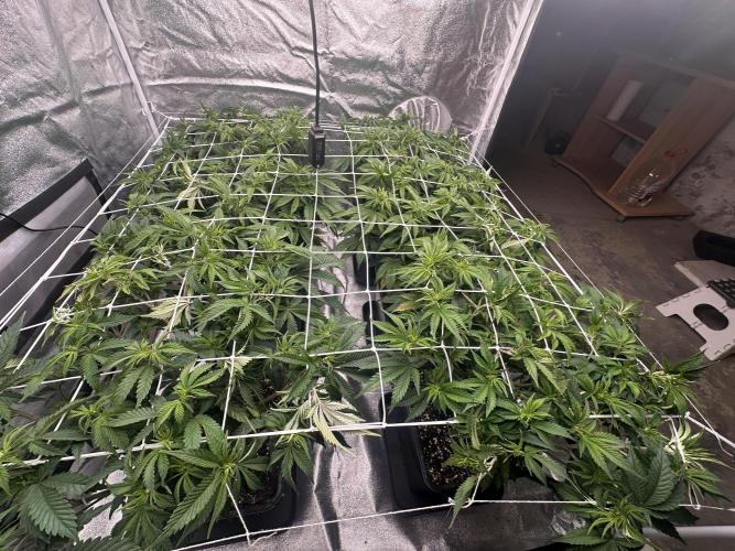 Critical Impact. Week 7