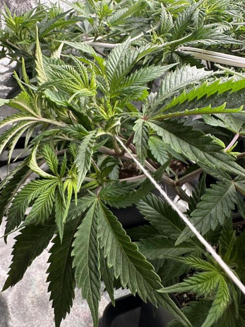 Critical Impact. Week 7