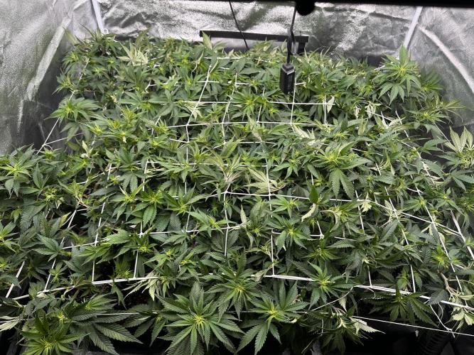 Critical Impact. Week 7