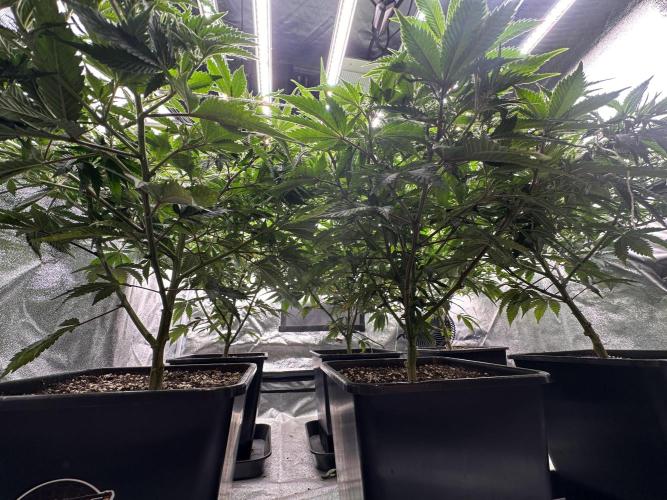 Critical Impact. Week 8