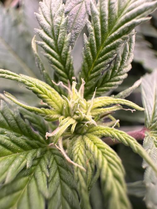 Critical Impact. Week 8