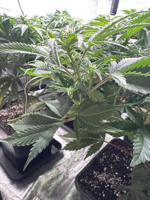Critical Impact. Week 8