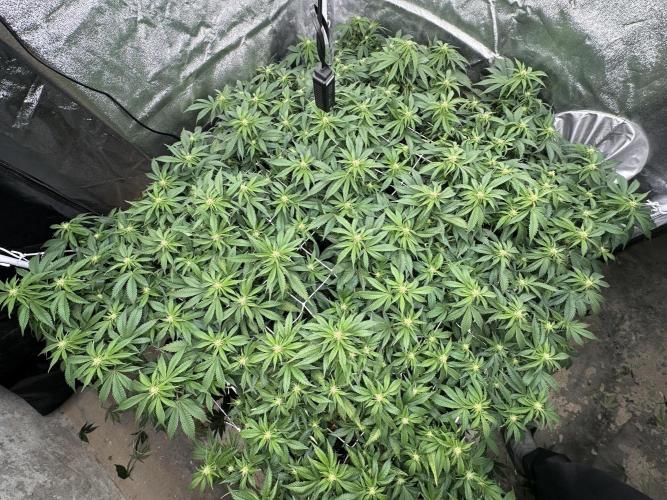 Critical Impact. Week 9