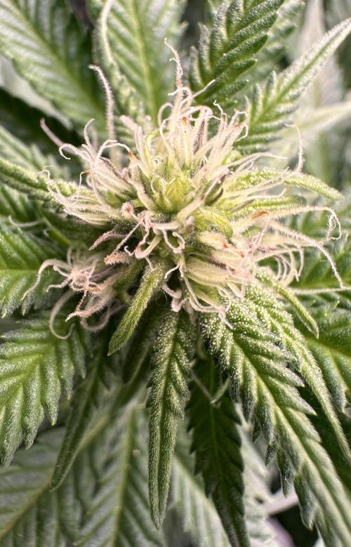 Critical Impact. Week 9