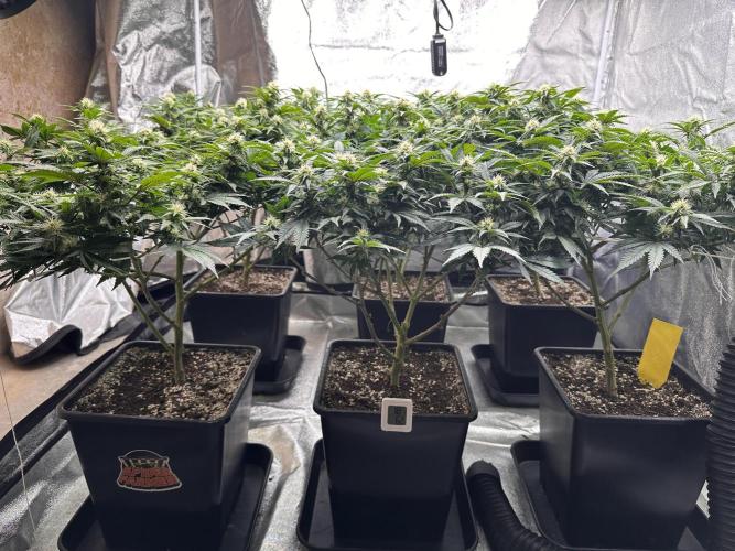Critical Impact. Week 10