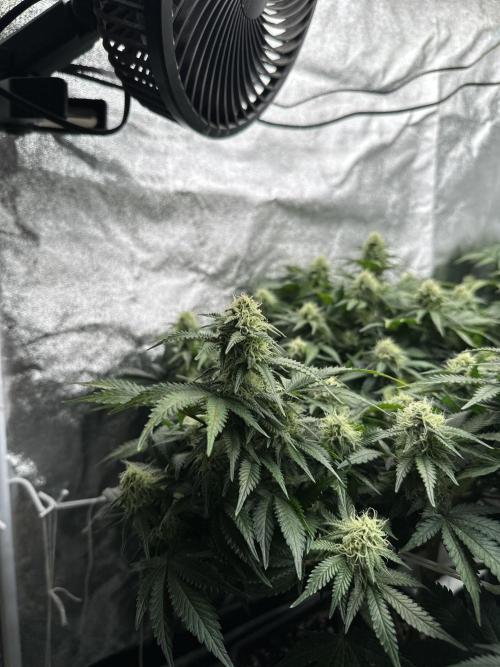 Critical Impact. Week 11