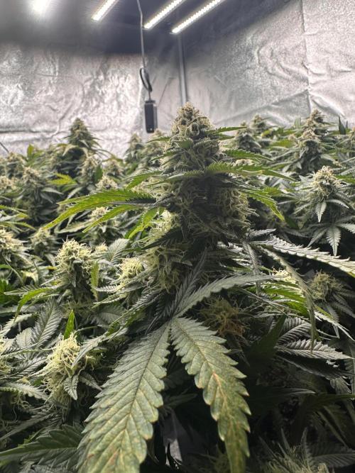 Critical Impact. Week 12