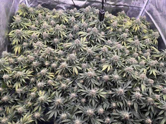 Critical Impact. Week 12