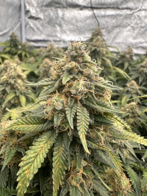 Critical Impact. Week 13