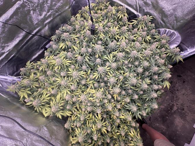 Critical Impact. Week 14
