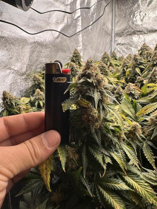Critical Impact. Week 14