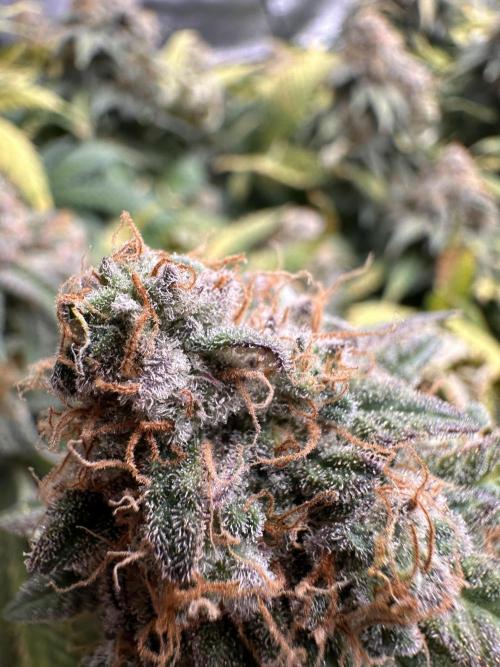 Critical Impact. Week 15