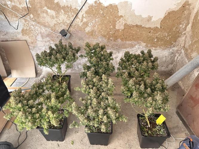 Critical Impact. Week 15