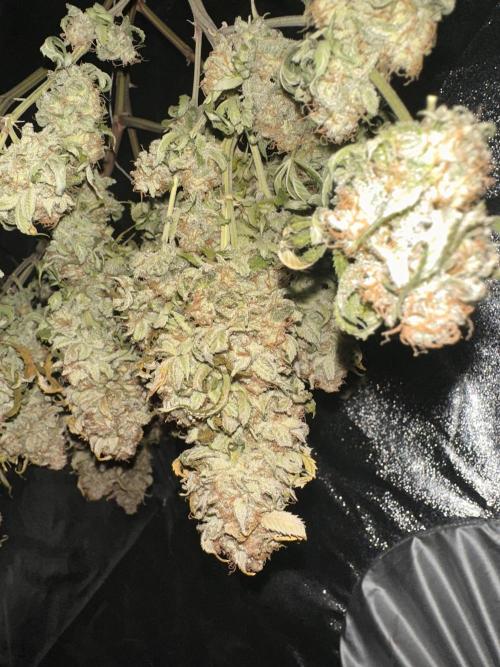 Critical Impact. Week 16