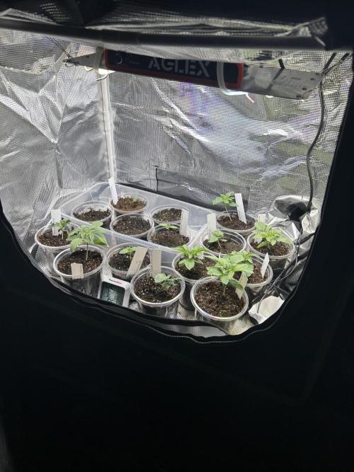 Mixed Organic Photo Outdoor. Week 2