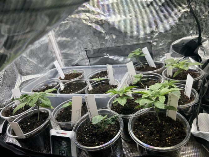 Mixed Organic Photo Outdoor. Week 2