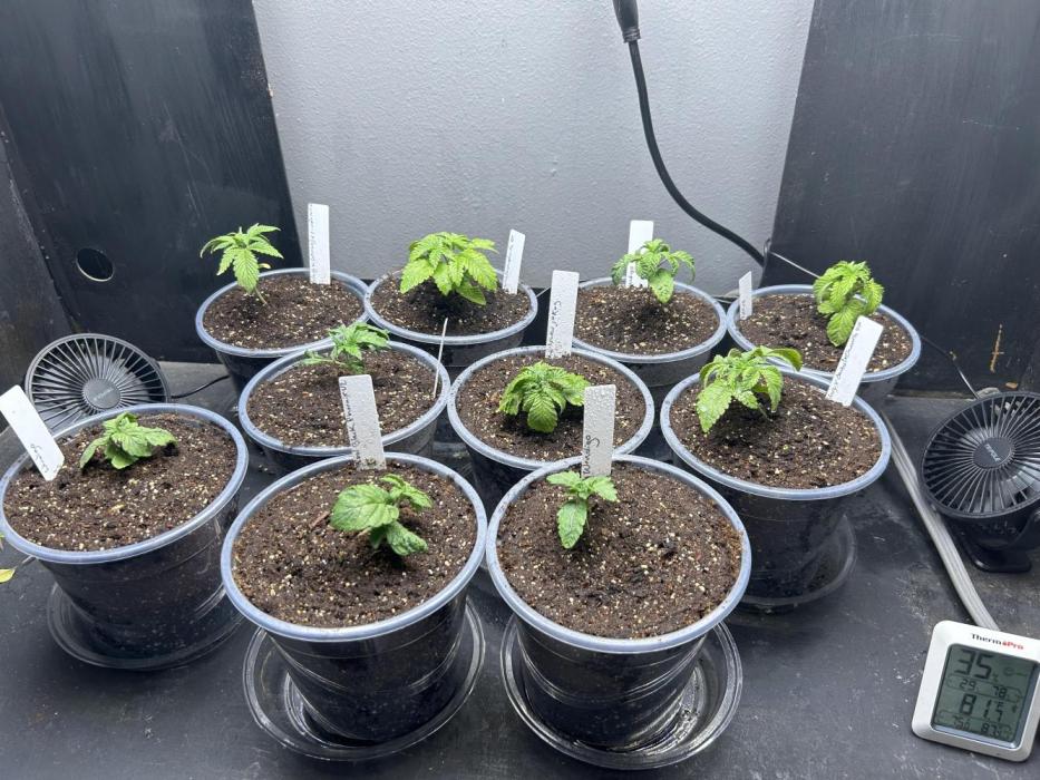 Mixed Organic Photo Outdoor. Week 3