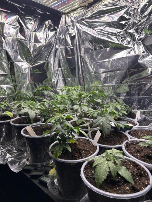 Mixed Organic Photo Outdoor. Week 4