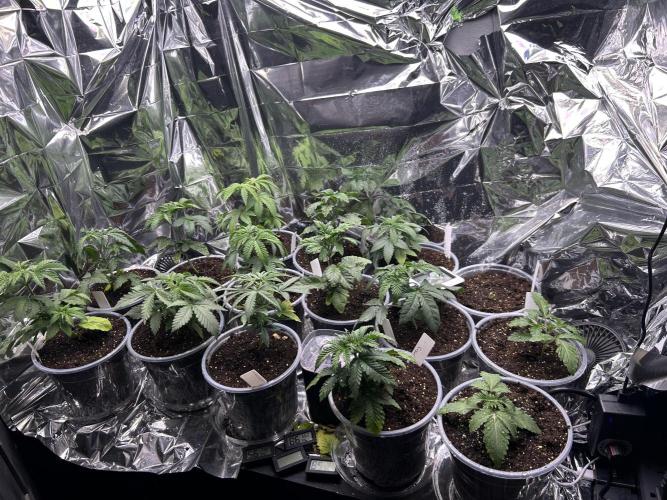 Mixed Organic Photo Outdoor. Week 4