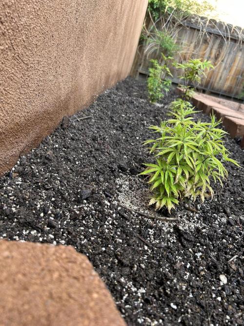Mixed Organic Photo Outdoor. Week 8 - April 8