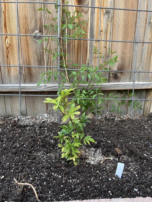 Mixed Organic Photo Outdoor. Week 8 - April 8