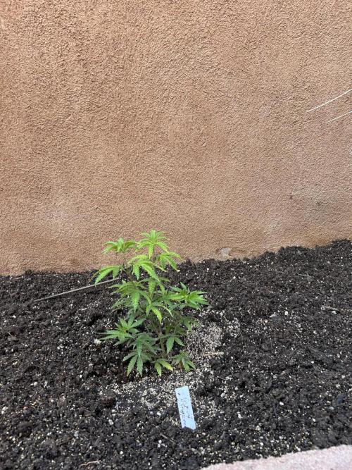 Mixed Organic Photo Outdoor. Week 8 - April 8