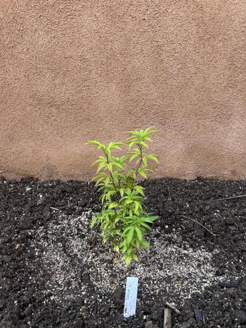 Mixed Organic Photo Outdoor. Week 8 - April 8