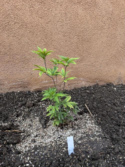 Mixed Organic Photo Outdoor. Week 8 - April 8