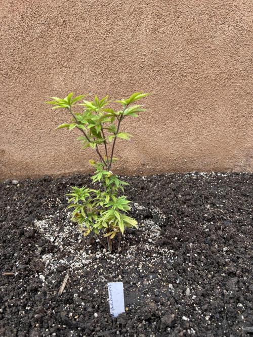 Mixed Organic Photo Outdoor. Week 8 - April 8